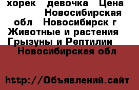 хорек - девочка › Цена ­ 5 900 - Новосибирская обл., Новосибирск г. Животные и растения » Грызуны и Рептилии   . Новосибирская обл.